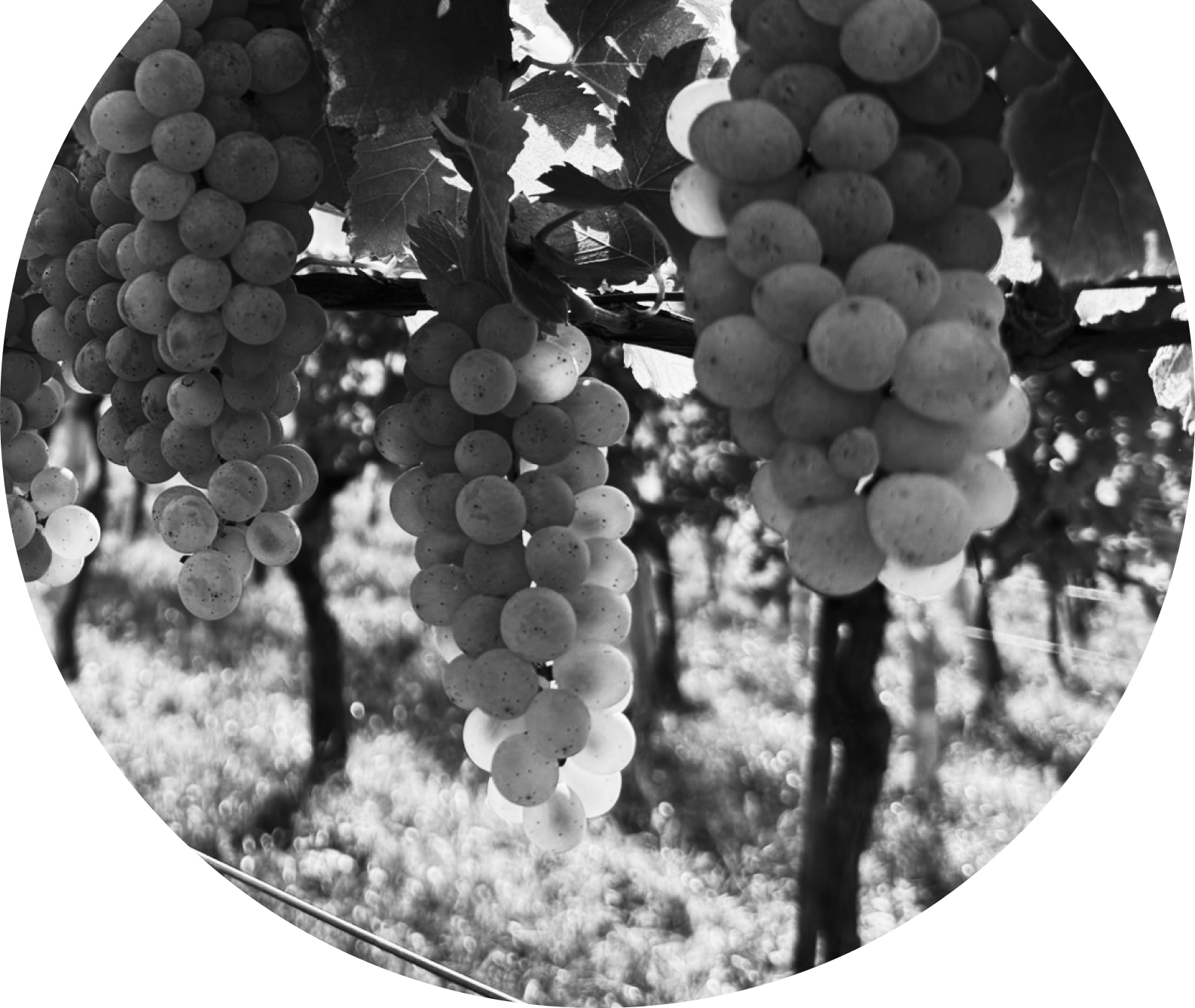 Xerna-traube-2